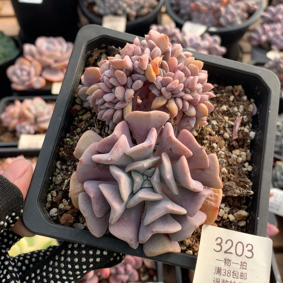 10厘米胸花雪精灵缀3203