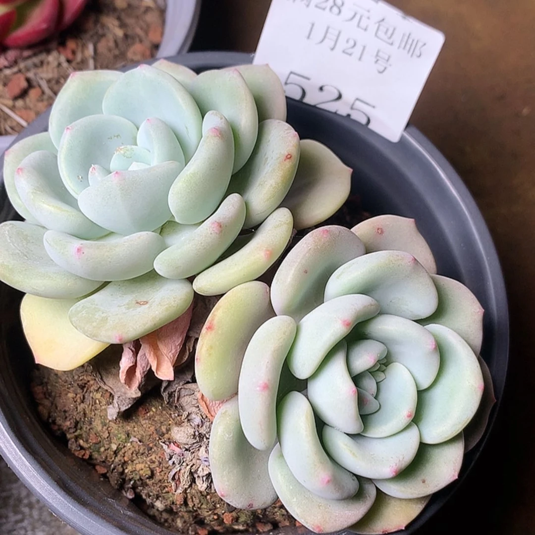 【闪购商品】云525