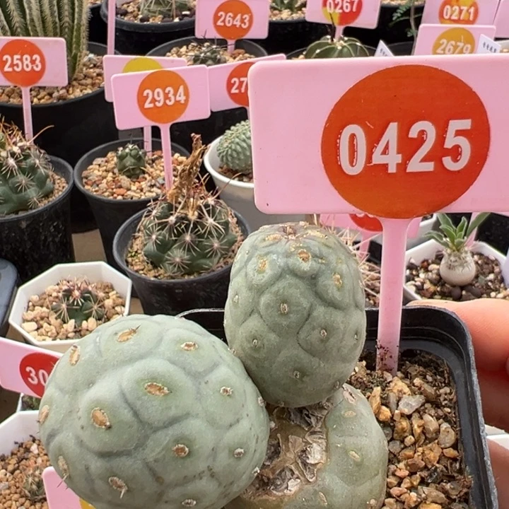 自根米奇习治野一棵0425