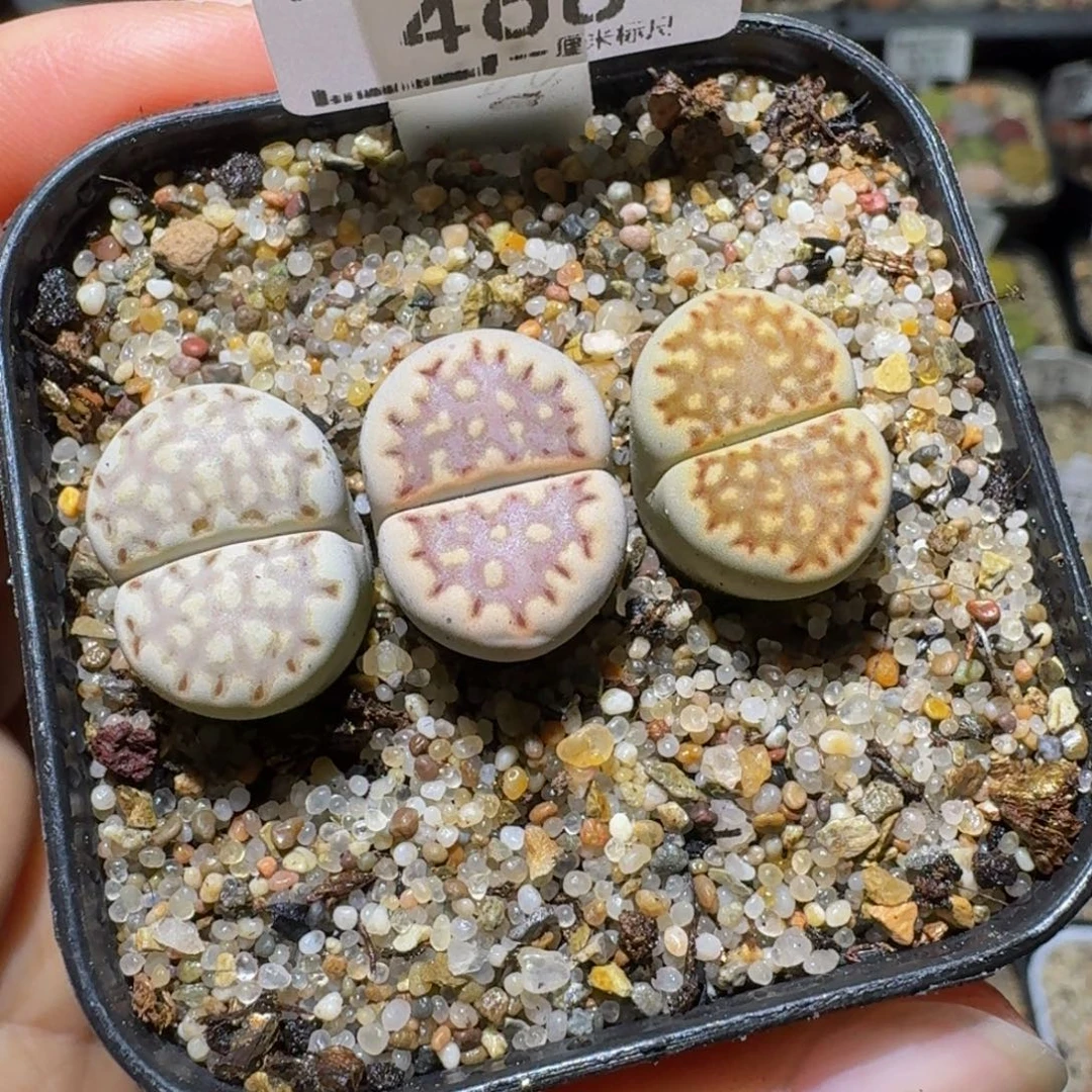Sssss清仓便宜出468