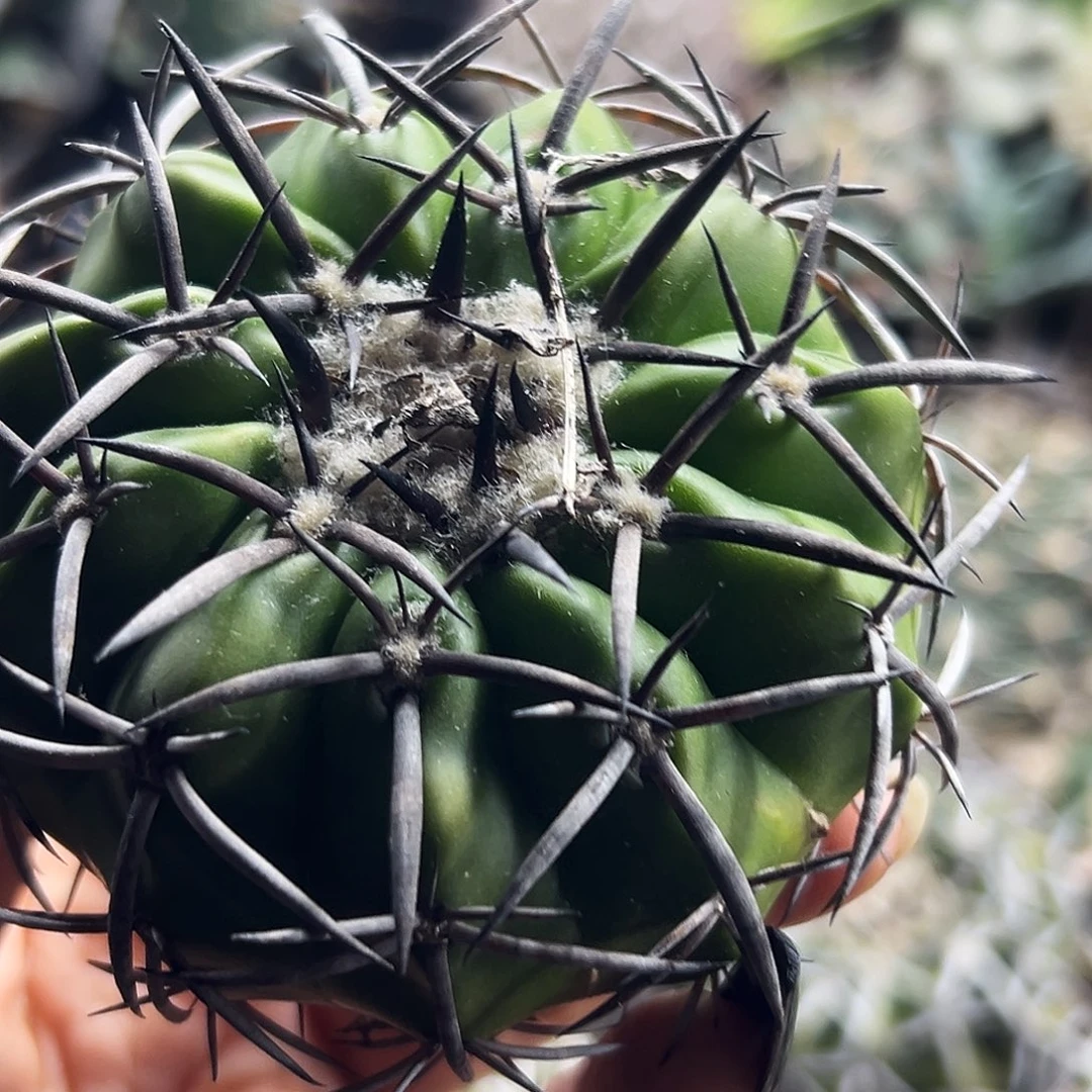 铃木圆盘仙人球66666666