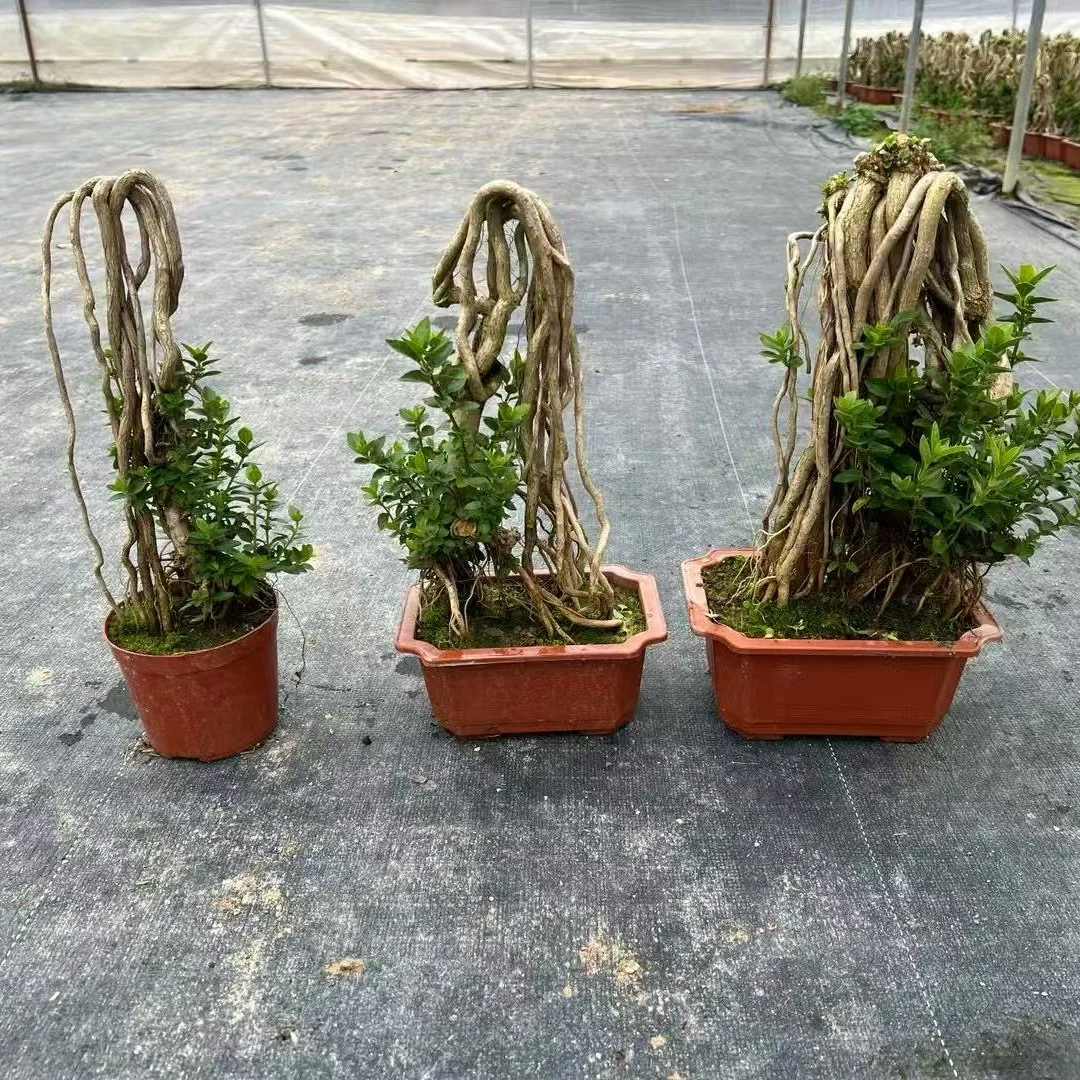 精品提根造型台湾寿娘子盆景小盆栽老桩四季常青桌面绿植