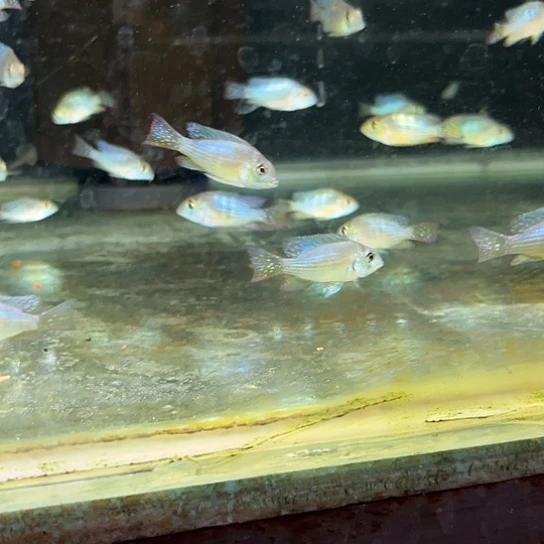 晨***9慈鲷4-5精选紫艳1只