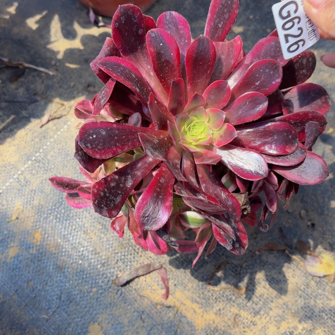 无花朵626多肉植物捧花的