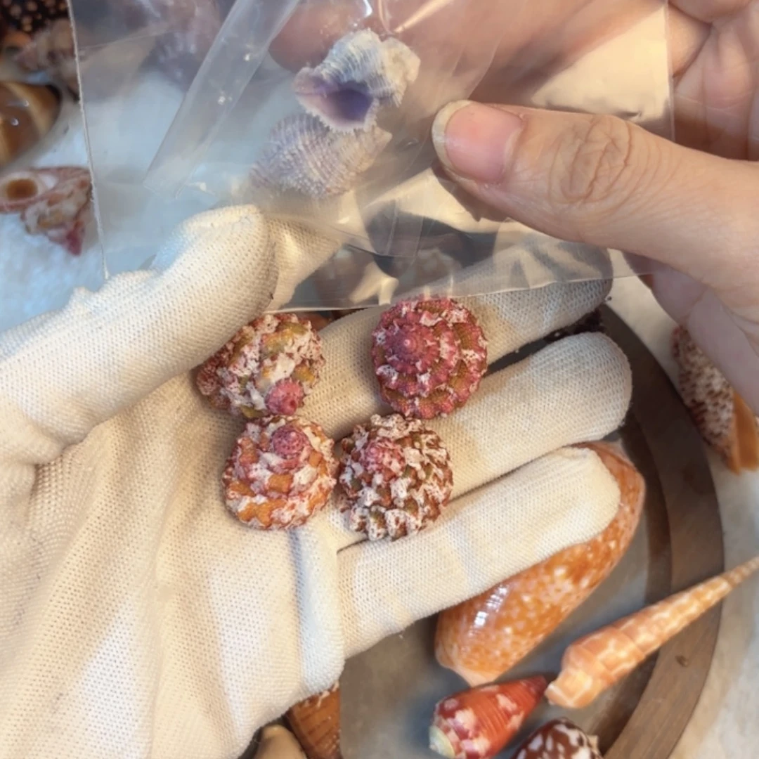 怜***怜天然概率贝壳标本福利