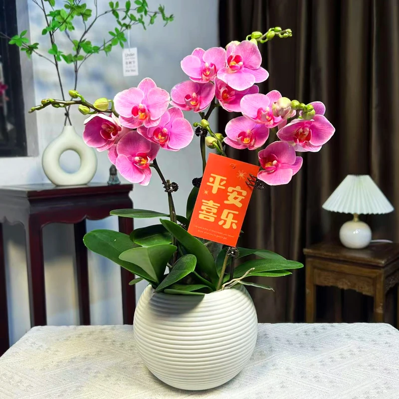 蝴蝶兰紫蝶小株型花瓣中大型带花苞好养耐开绿植花卉盆栽