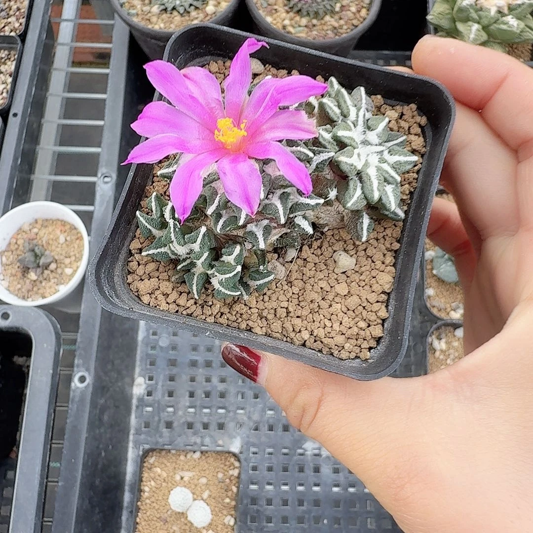 实生苗接牡丹带盆发货