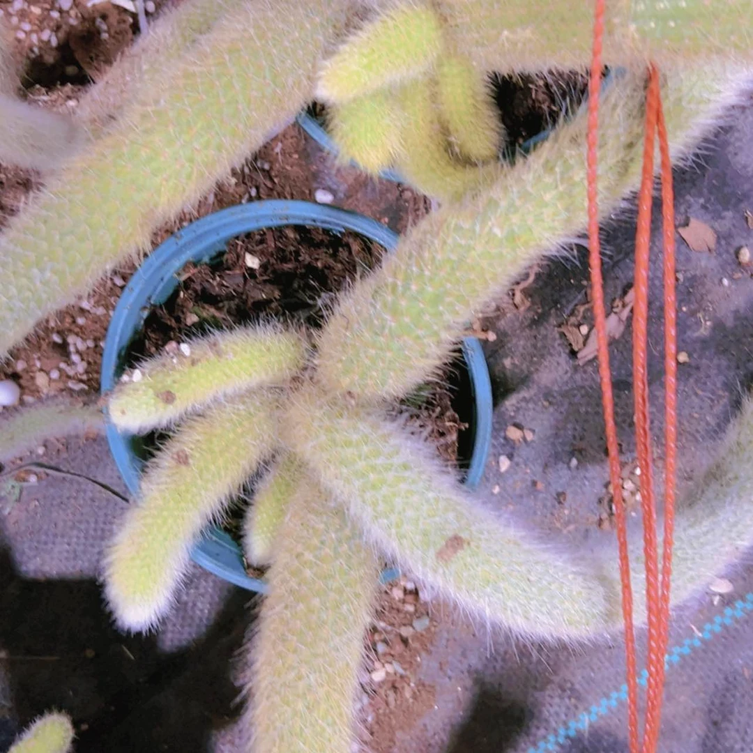 【闪购商品】大群无砍九尾狐16.8