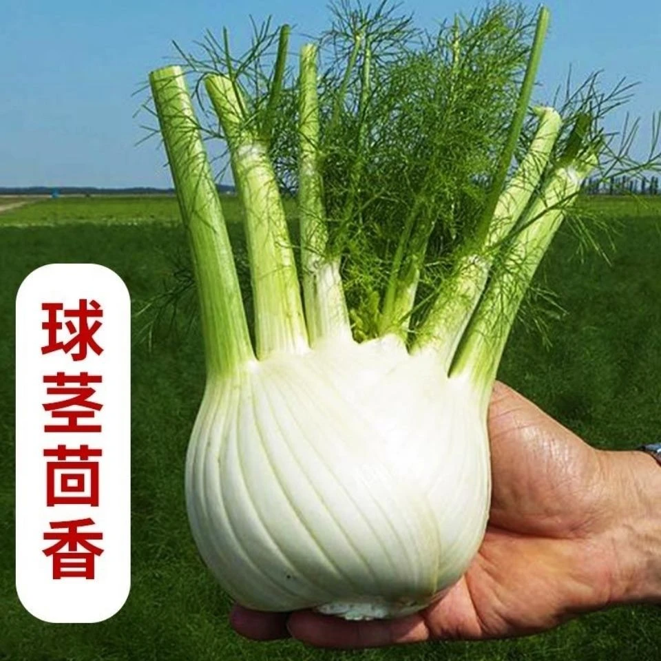 【球茎茴香种子】结球小茴香大茴香春秋四季播庭院阳台盆栽蔬菜种
