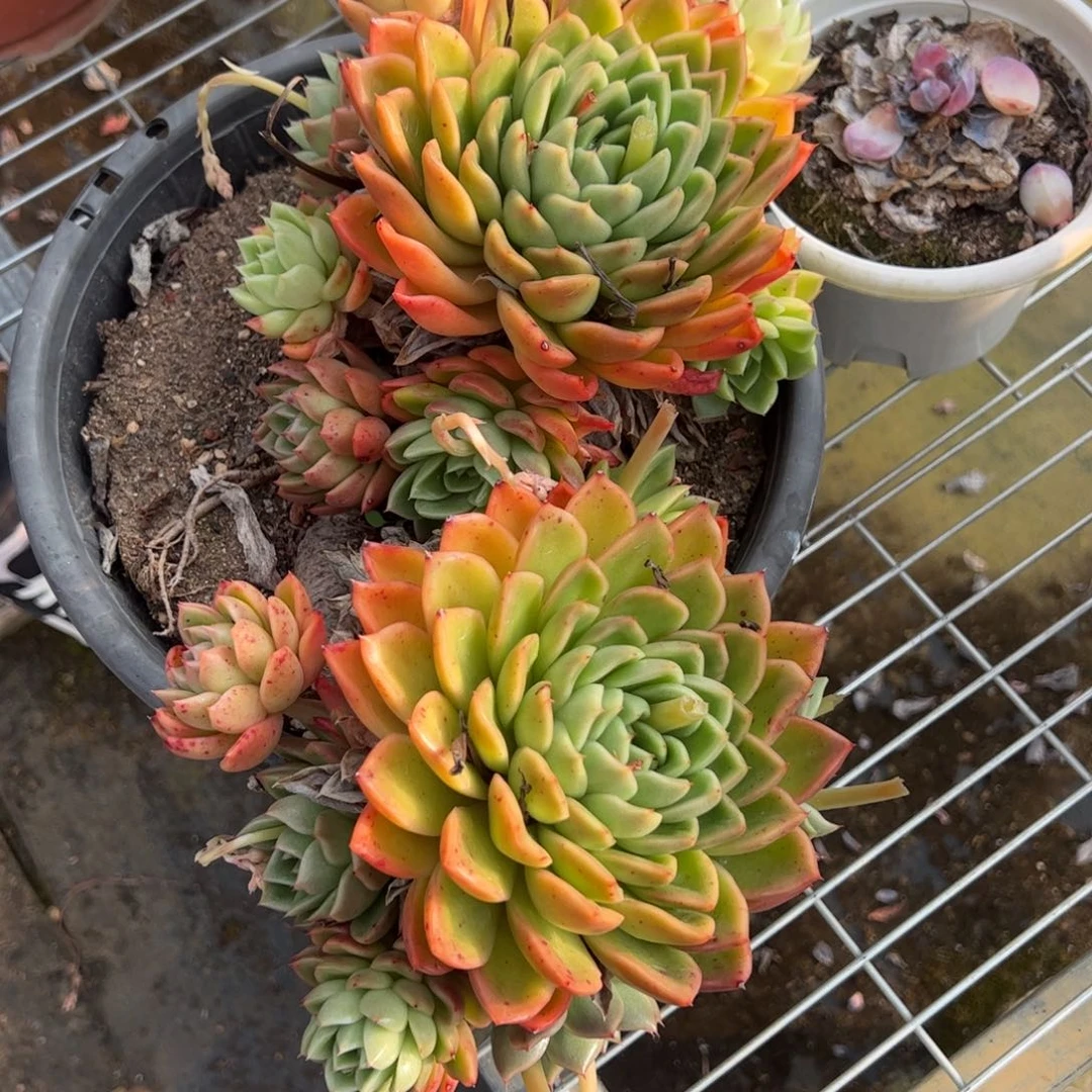 A*拉东云大盆一物一拍