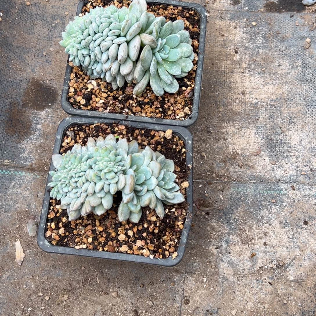 多肉植物，多肉植物