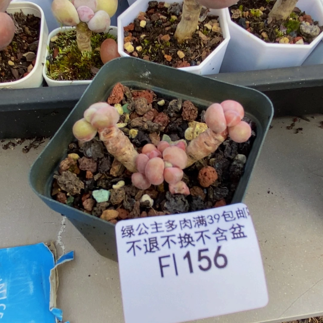156腰子桃蛋多肉3cm