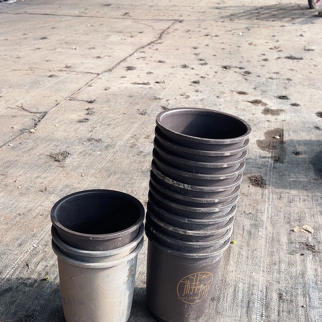 大部分花苞少量开放20个