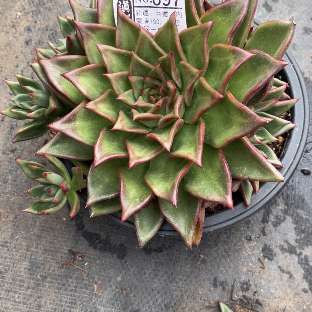 小***亮697……………………………………1