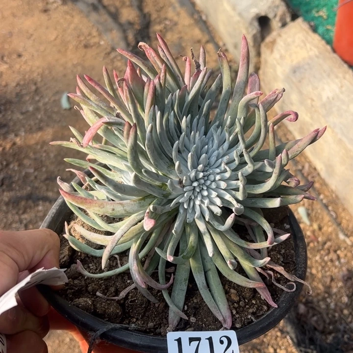 712号雪花多肉植物缀化