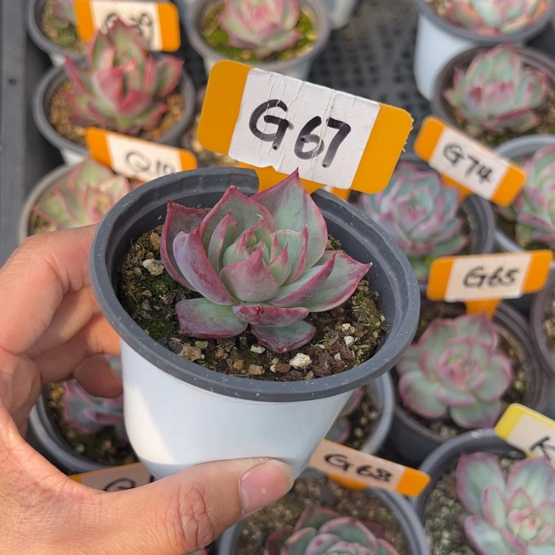 胖*G67惊鸿单头多肉