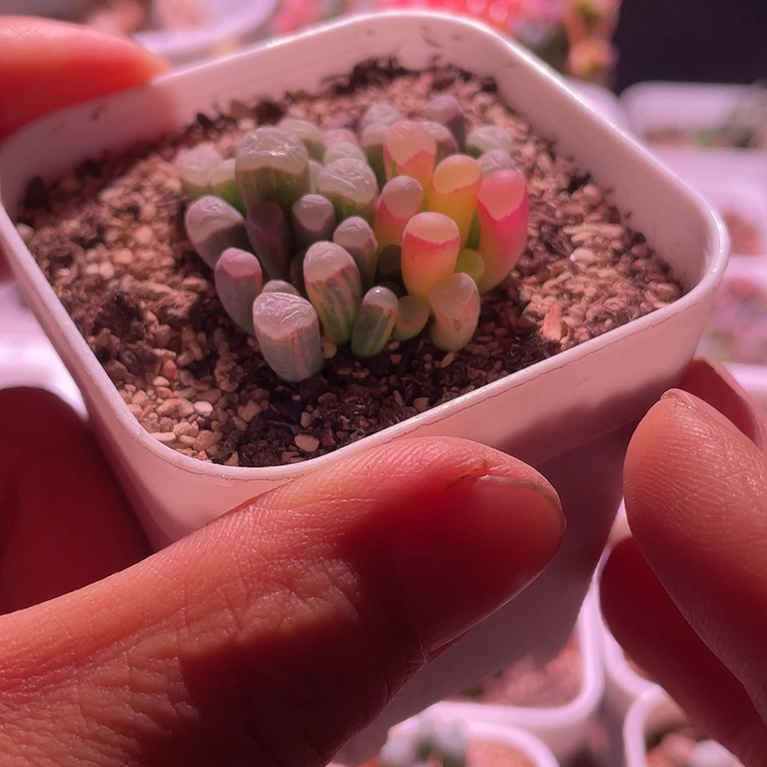 五十玲玉锦特价包邮