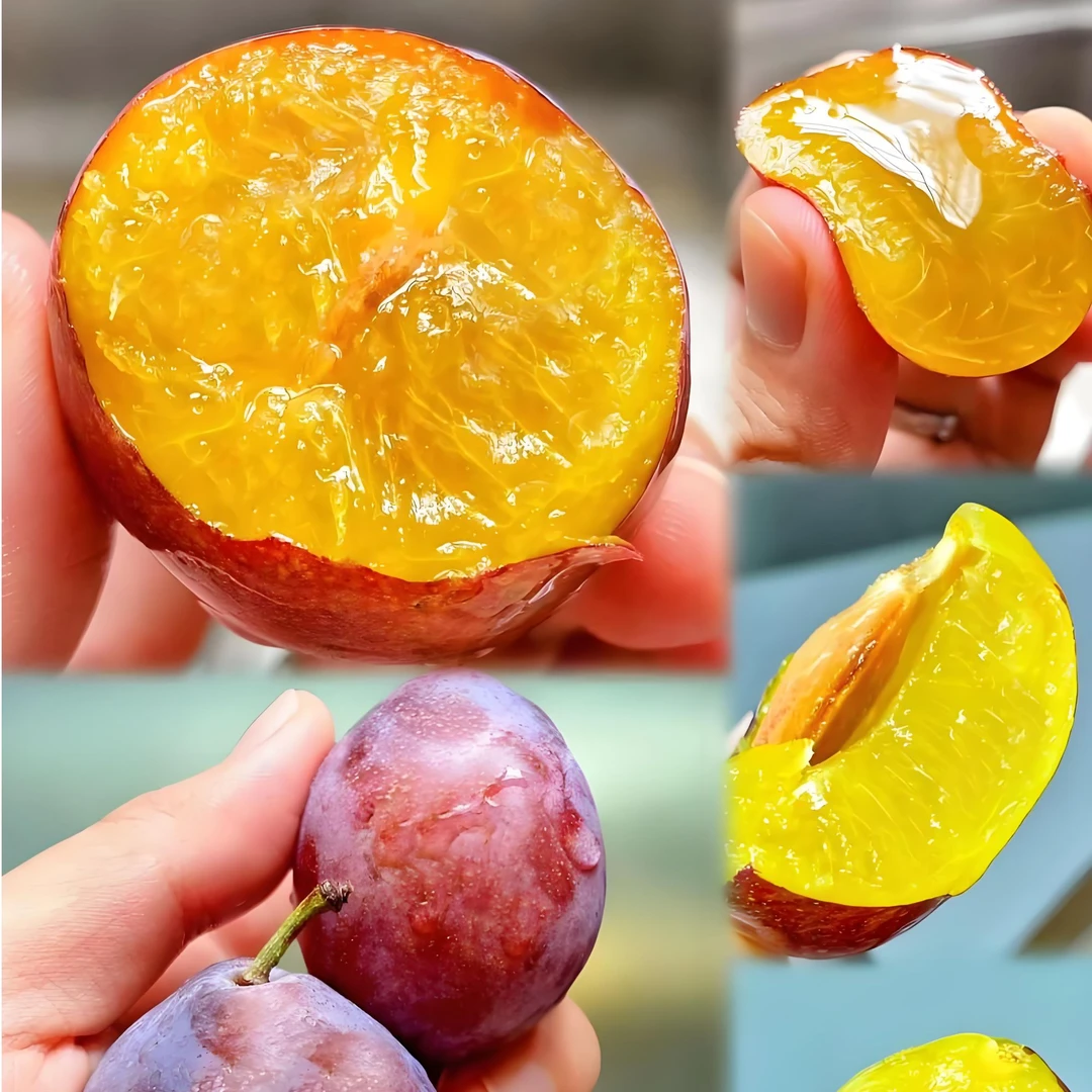 【法兰西】正宗法兰西西梅果树小苗1年树苗盆栽苗超甜嫁接果苗带盆