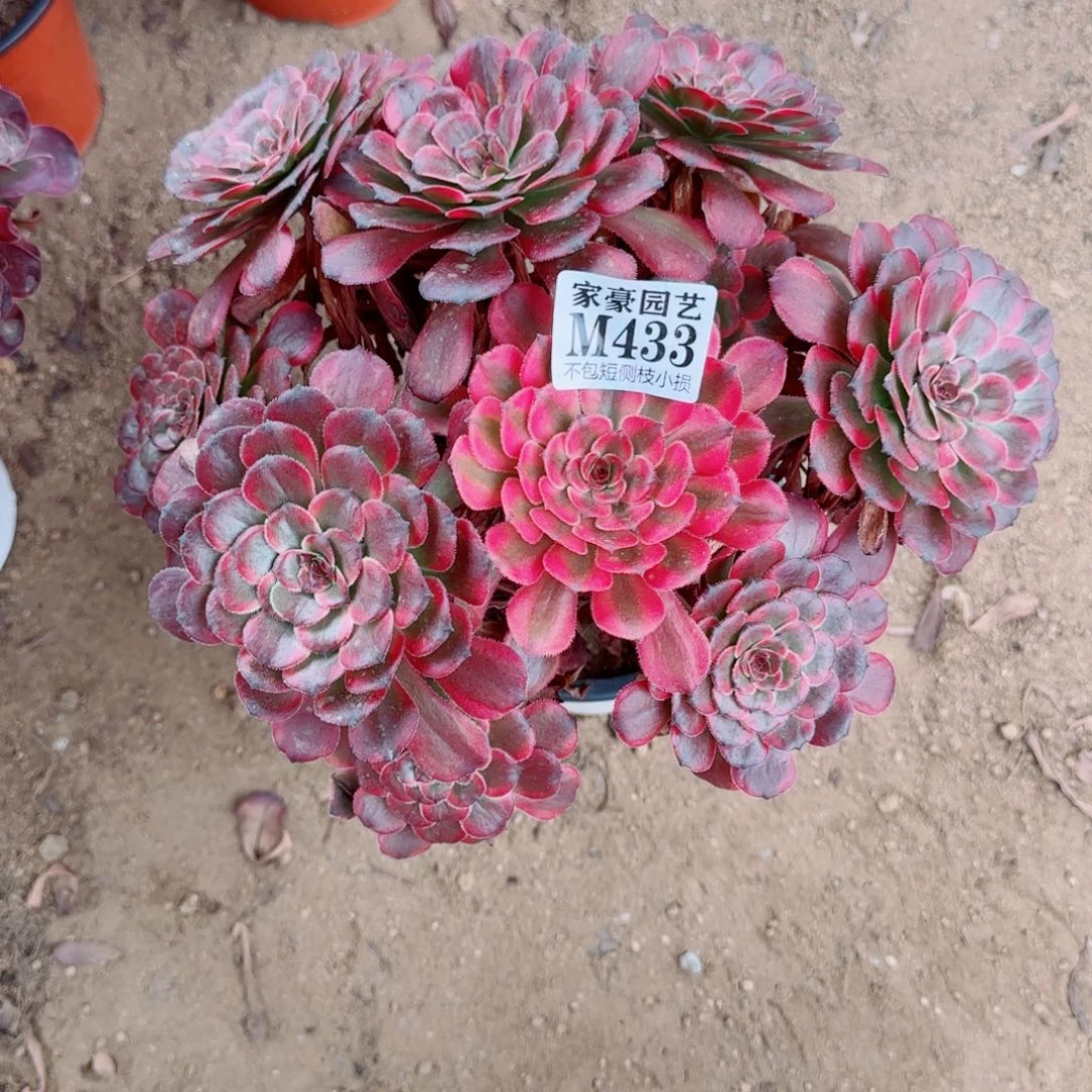 红金刚发师433冠幅28