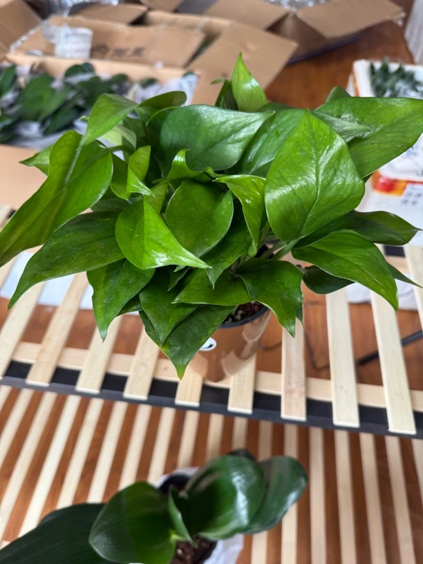 绿箩（拉萨发货西藏包邮）