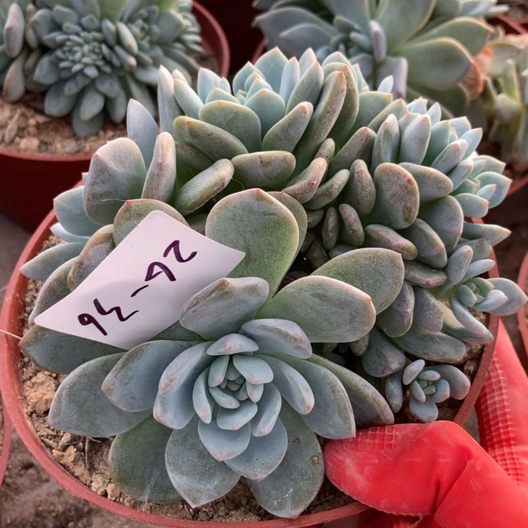 26.36 紫皮石榴籽星影一物一拍
