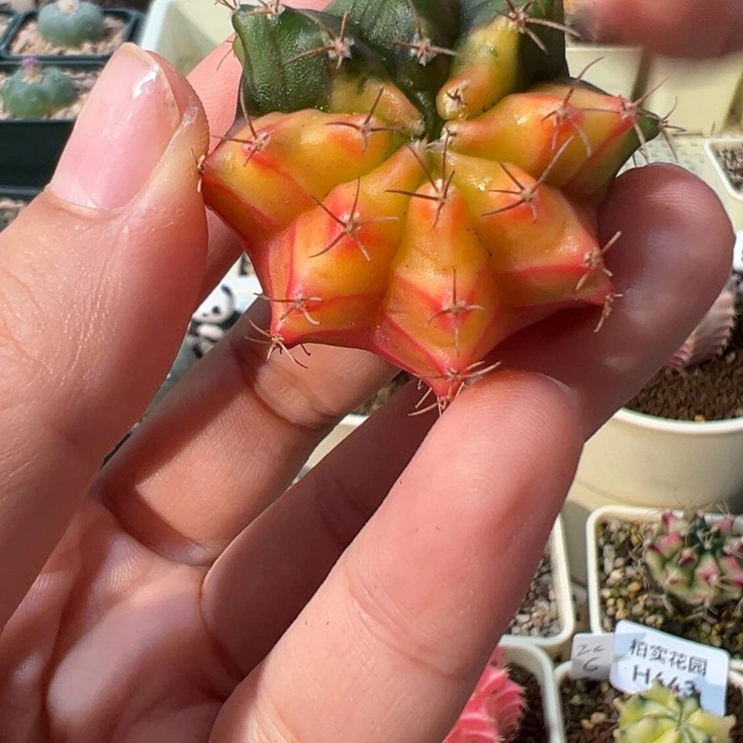 485 好看的米哈冲冲冲