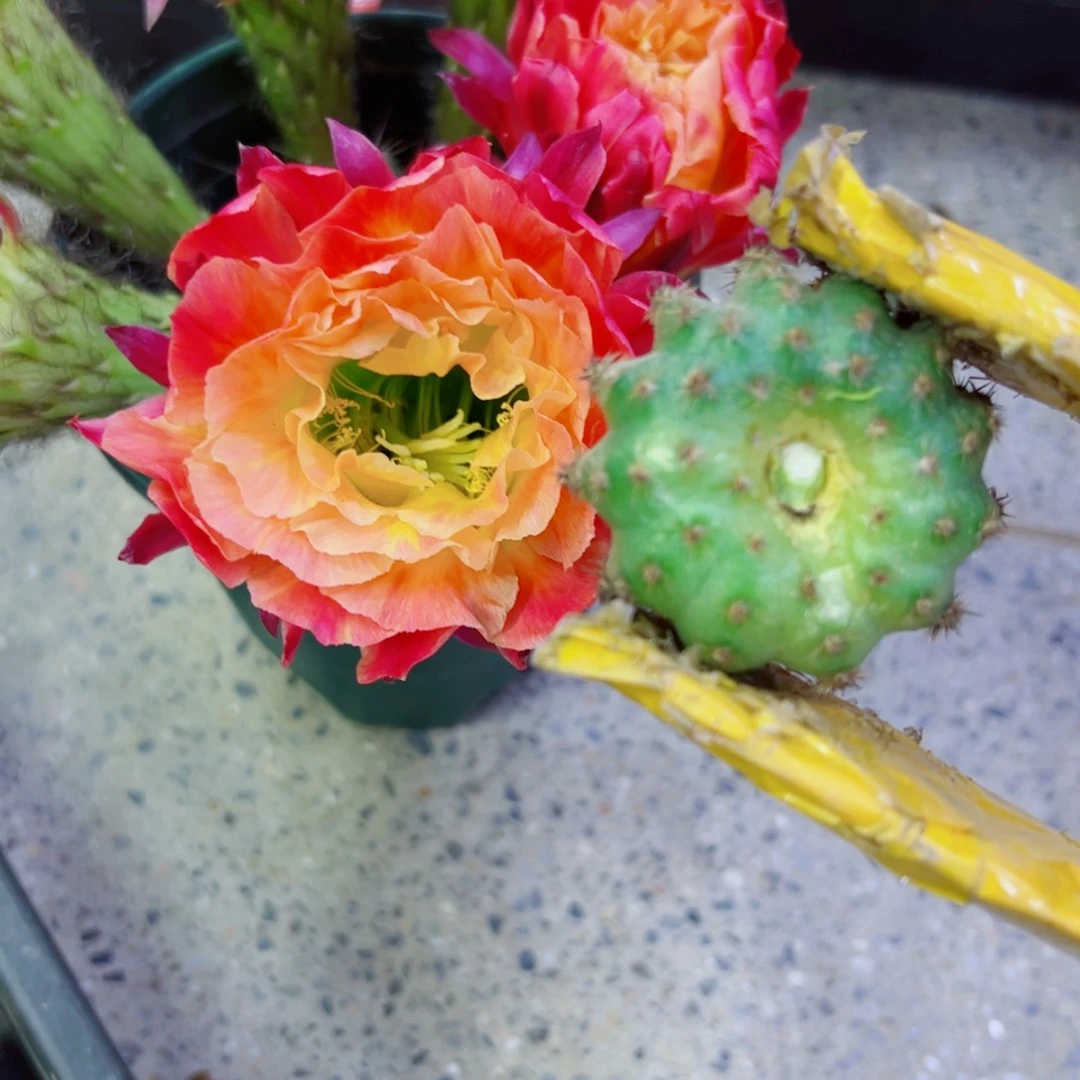 下4毛大满贯歪无根侧芽4公分左右20包邮