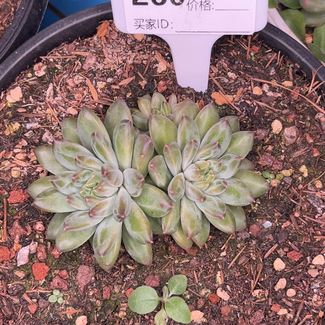 美人系多肉植物260