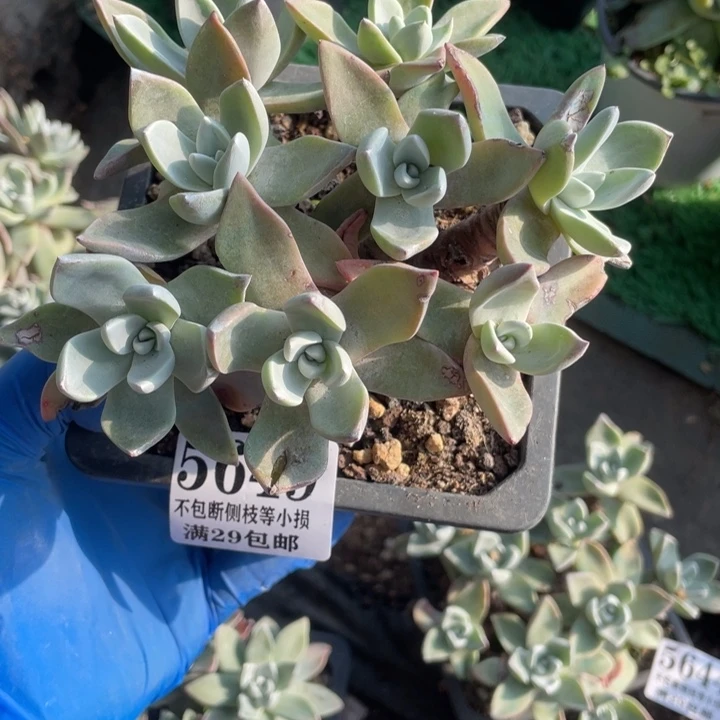 649号泡芙多肉植物有