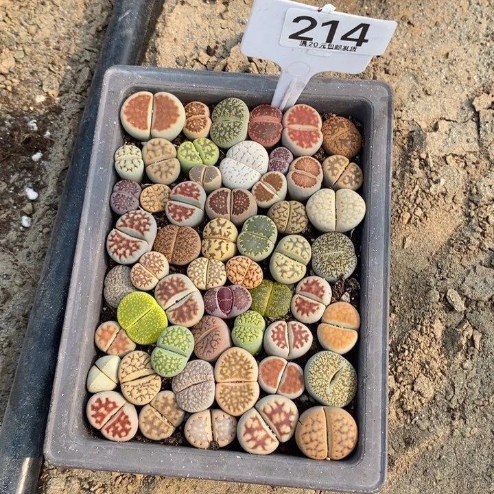 我***困生石花小苗等多家大214