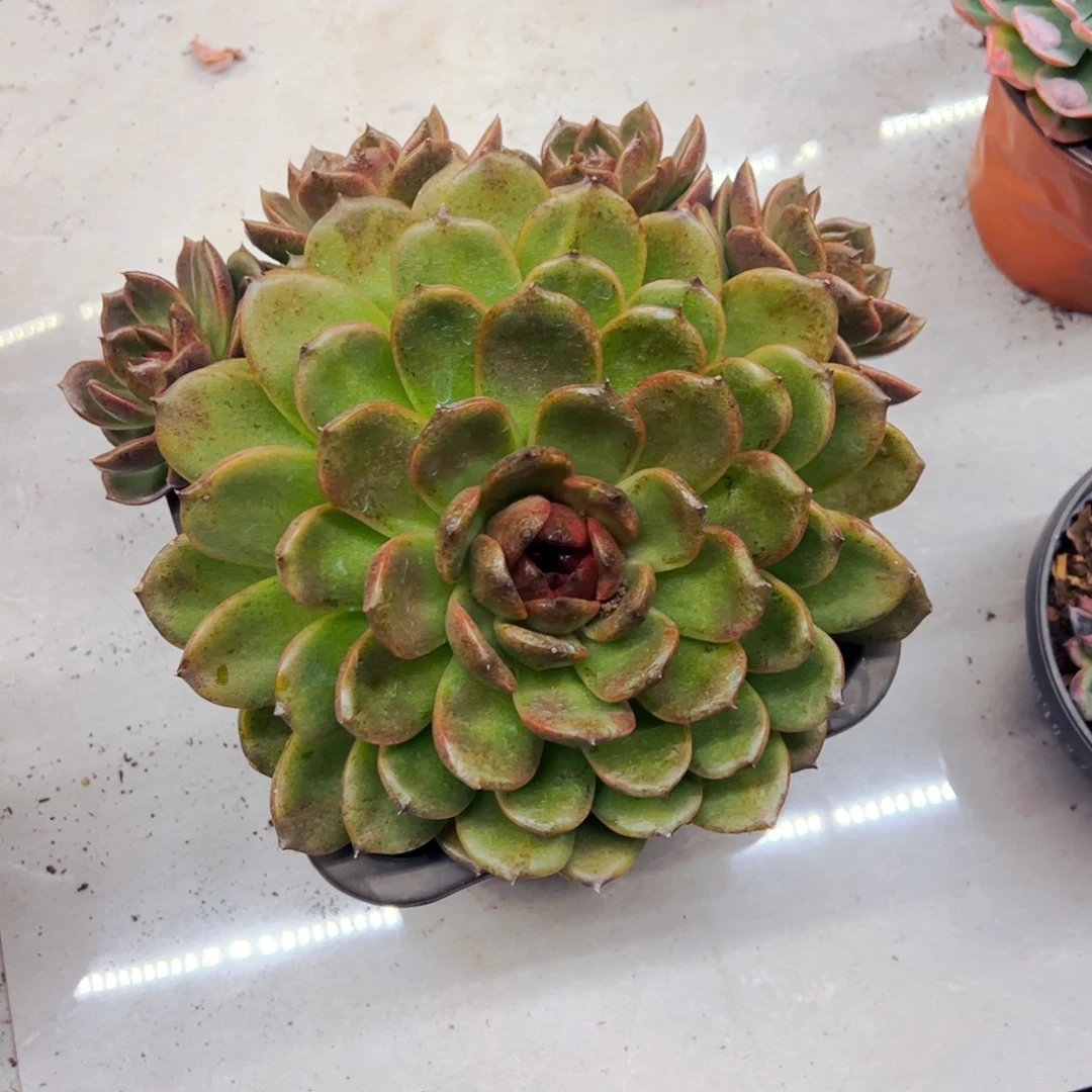 多肉植物组合盆栽黑水晶