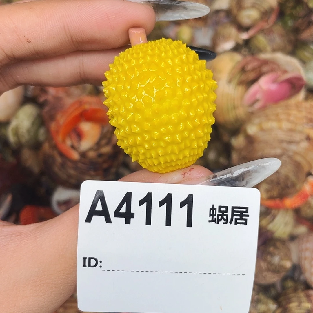 寄居蟹寄居蟹2口4111