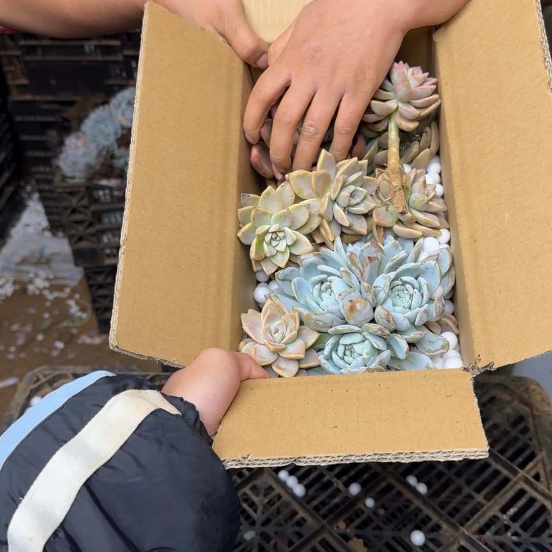 淡雪砍头 不包损10米