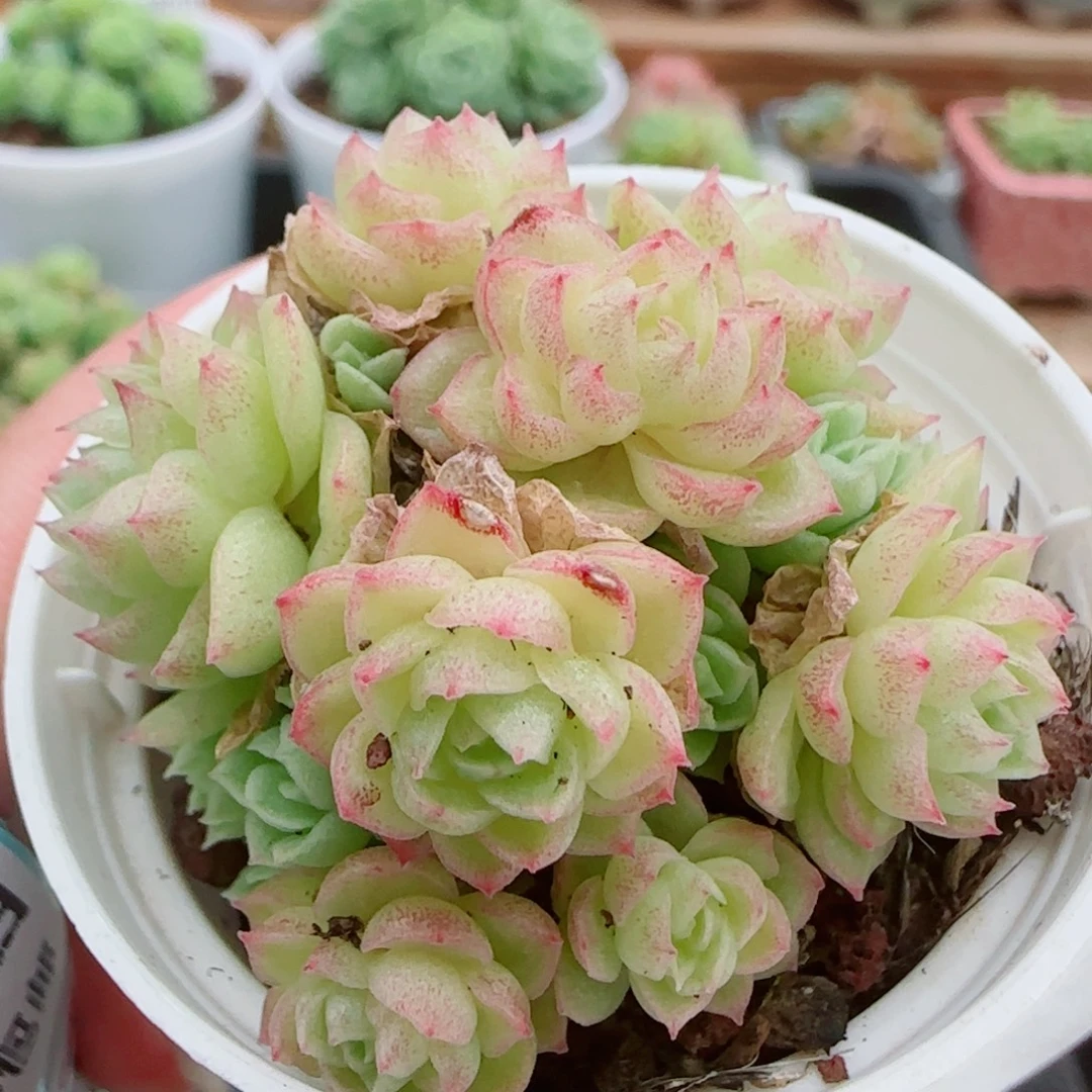 ****茶花语逸镜0925-60散