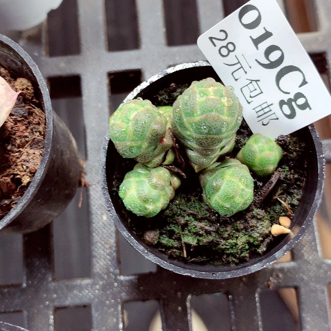 5厘米盆精控多肉019