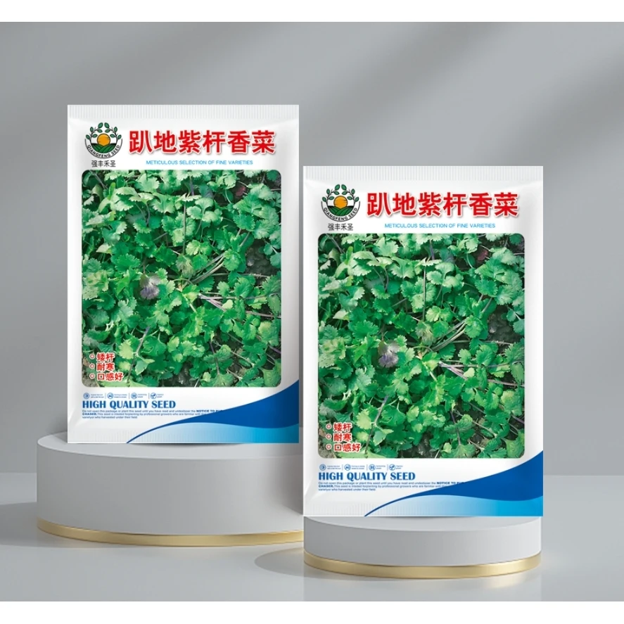 正宗矮杆紫色香菜种子四季紫杆浓香型趴地芫荽种子耐热耐寒菜种子