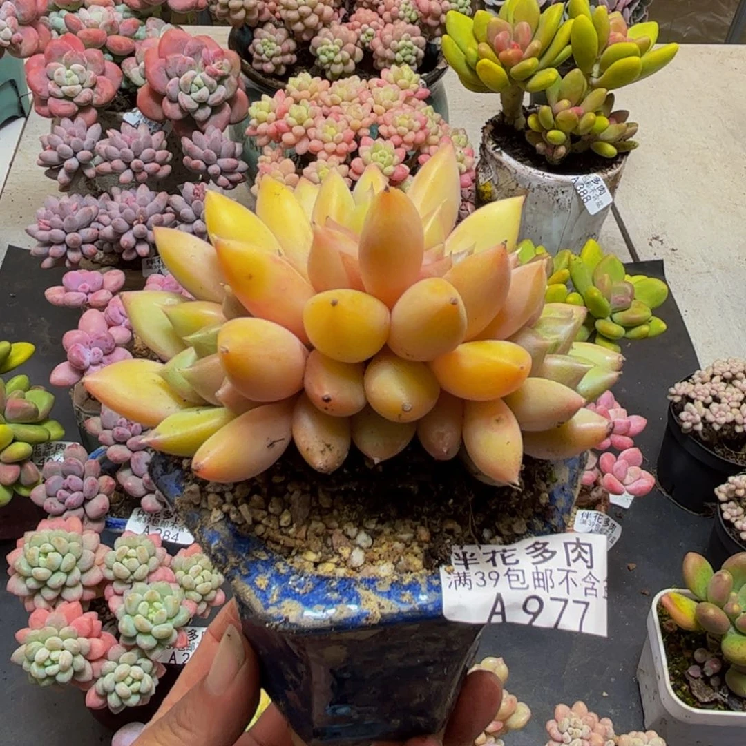 977象牙朵朵缀8cm多肉