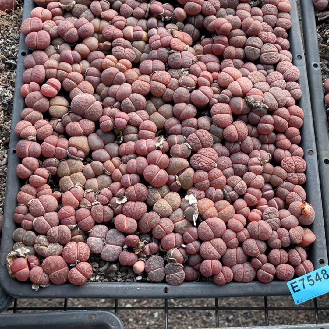 哈***Z7548筐福利不售后