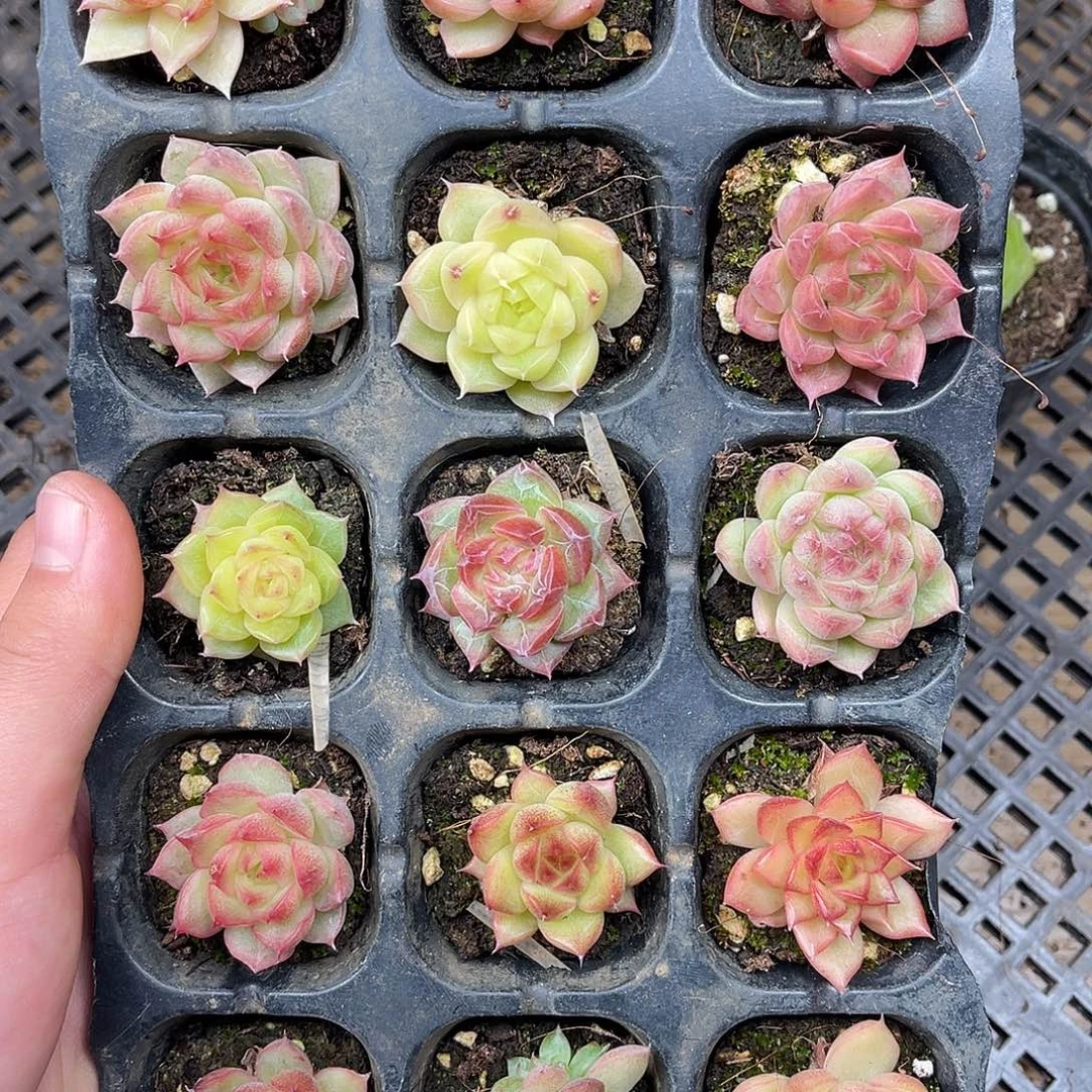 多肉一物一拍31-103