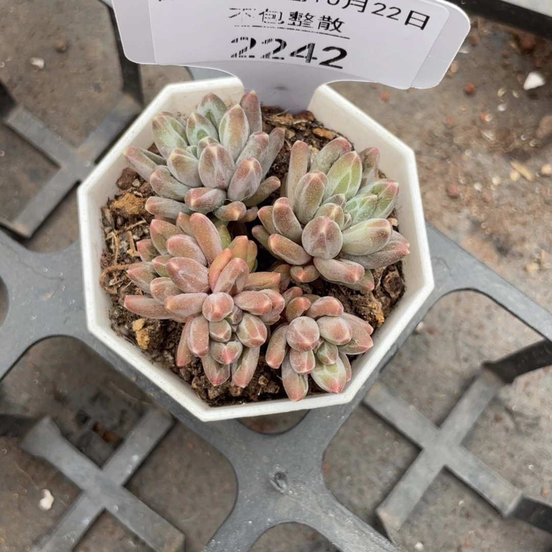 不包整散 盆子不售后2242