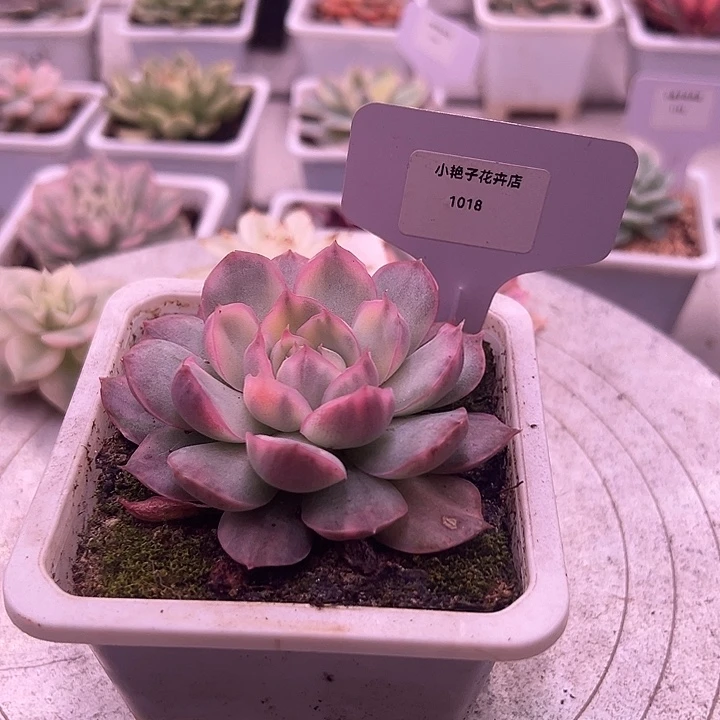 1018号草莓蛋糕锦多肉