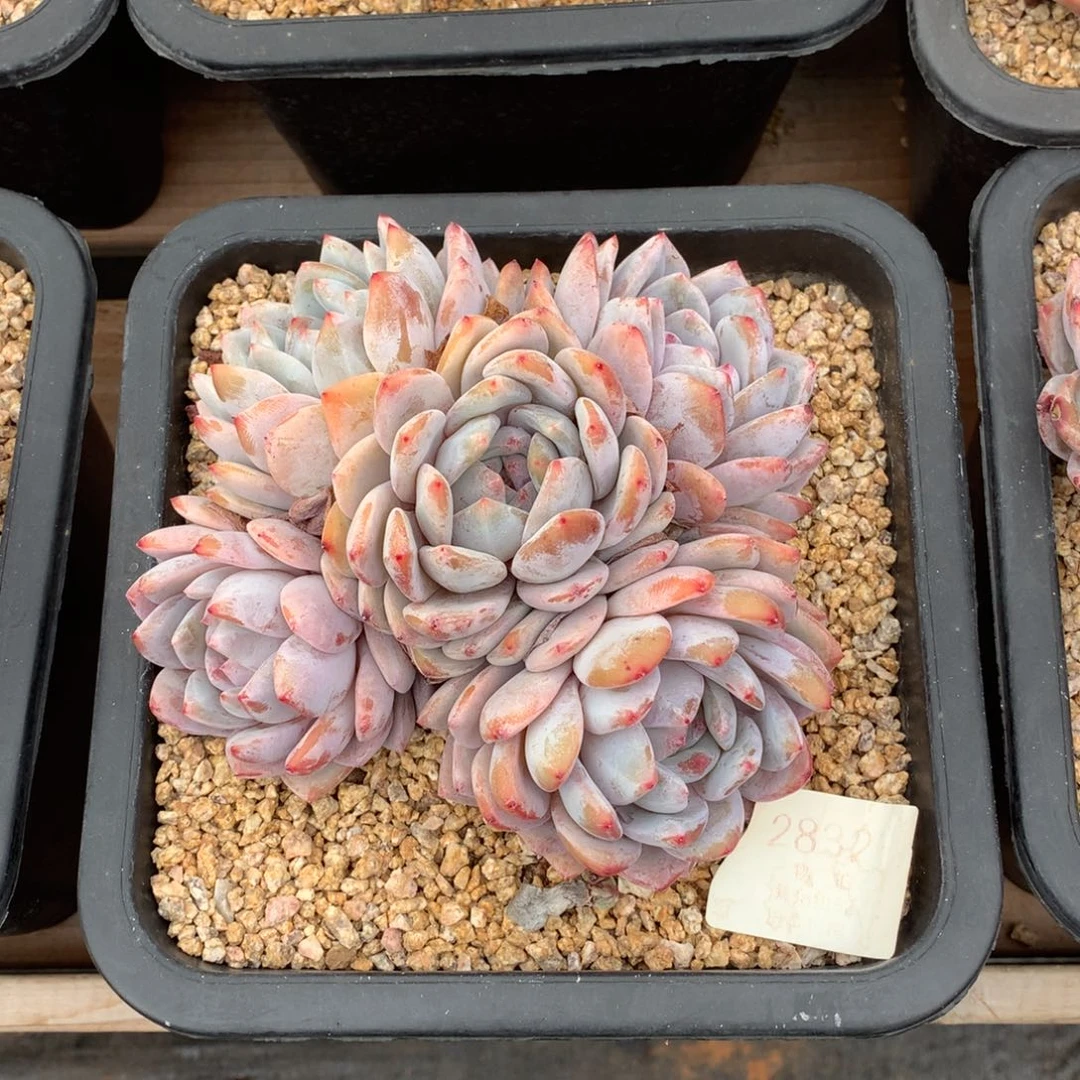 14厘米五头星影无砍2832