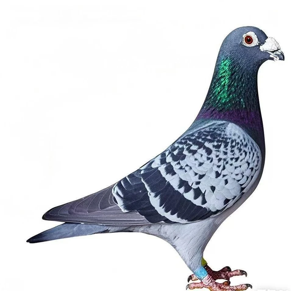 精品赛鸽多种羽色适合养殖与赛翔的信鸽种鸽
