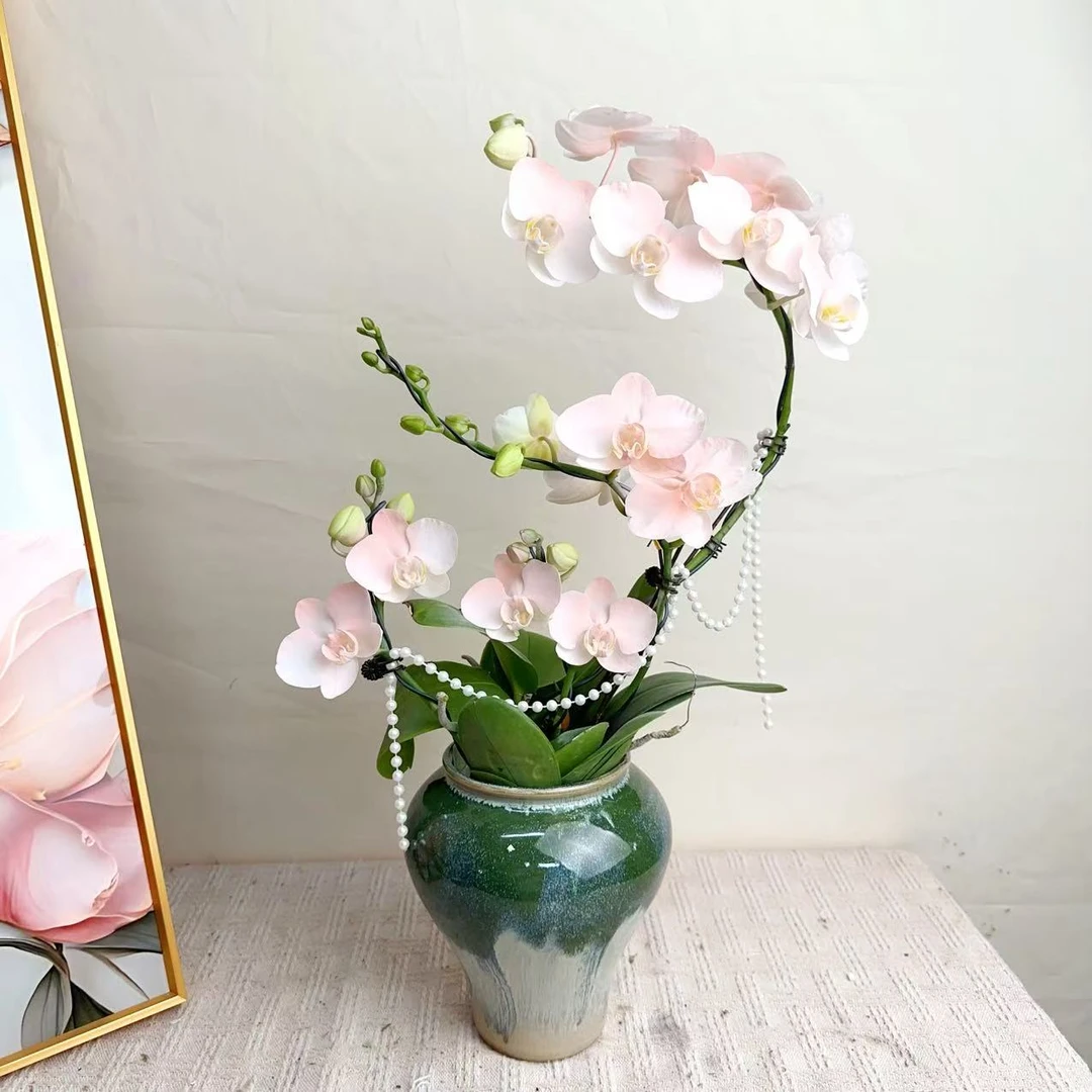 桦艺优选【火烈鸟】喷染马卡龙蝴蝶兰室内绿植花卉艺术组盆微景观