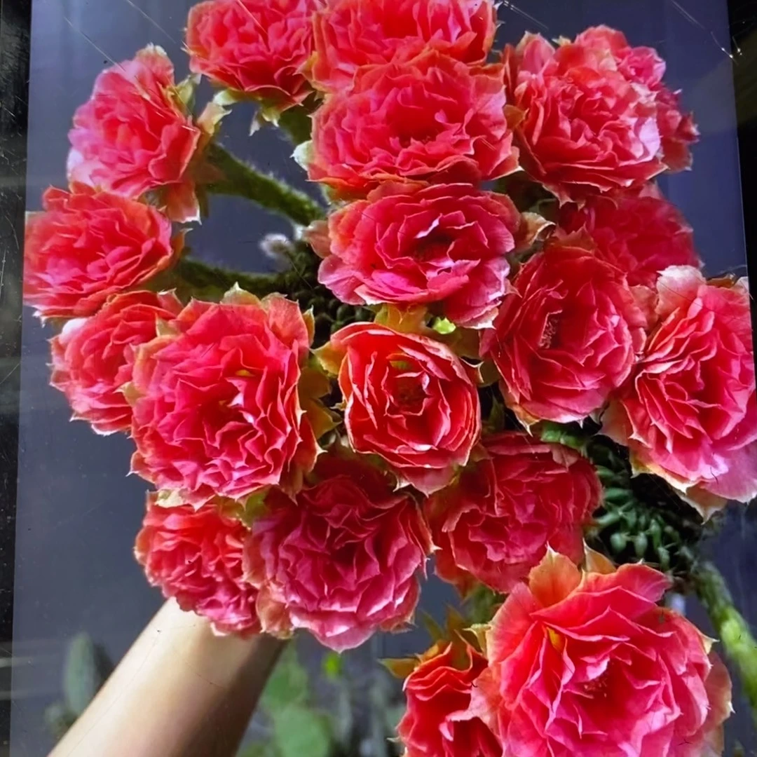 新品丽花文昌门侧芽一个