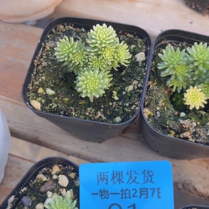 球松锦多肉植物101