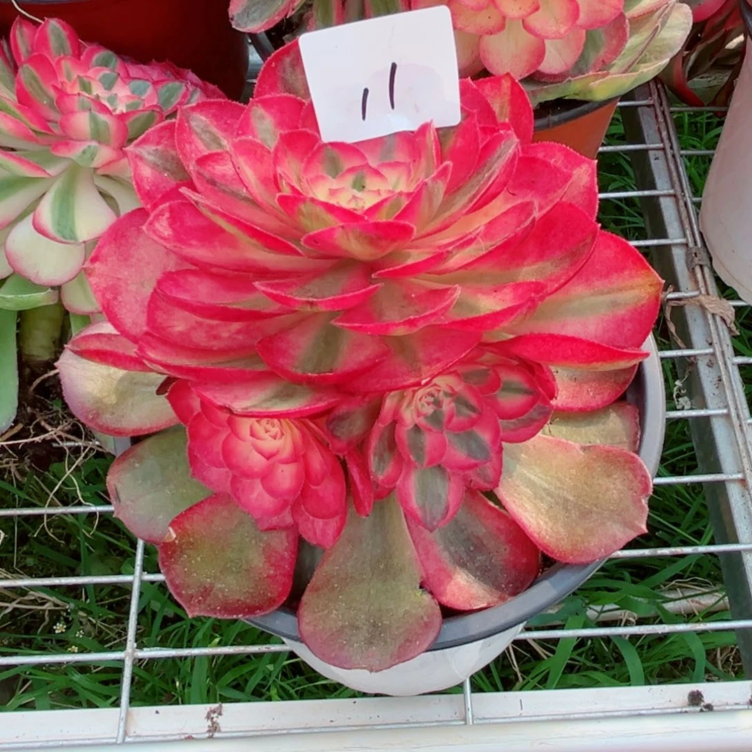 一物一拍多肉法师11