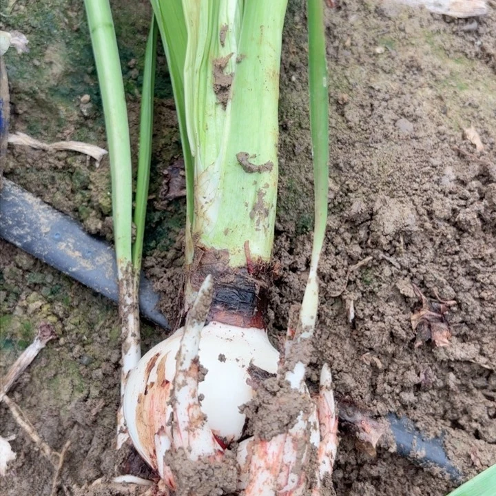 无花朵蔓越莓包对版根盘丑福利