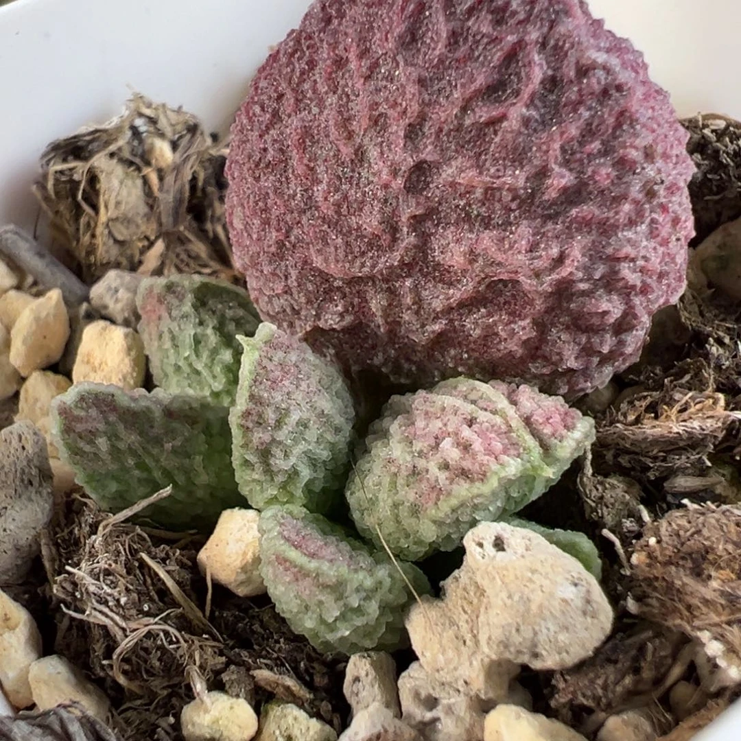 实生新品多肉植物水泡