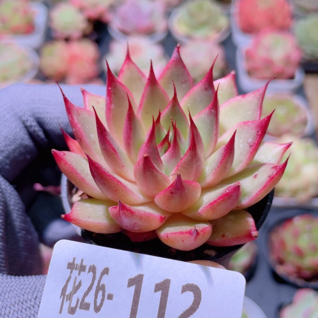 花利美26-112新品
